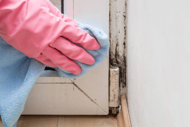 Mold Documentation for Insurance Claims in Hamlin, WV